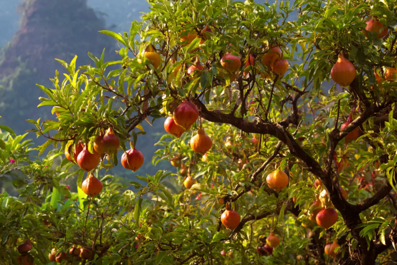 Pitangueira carregada de frutos alaranjados