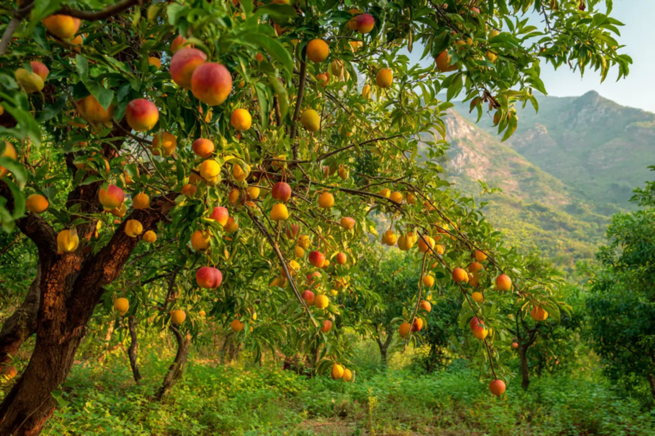 Homem podando árvore frutífera