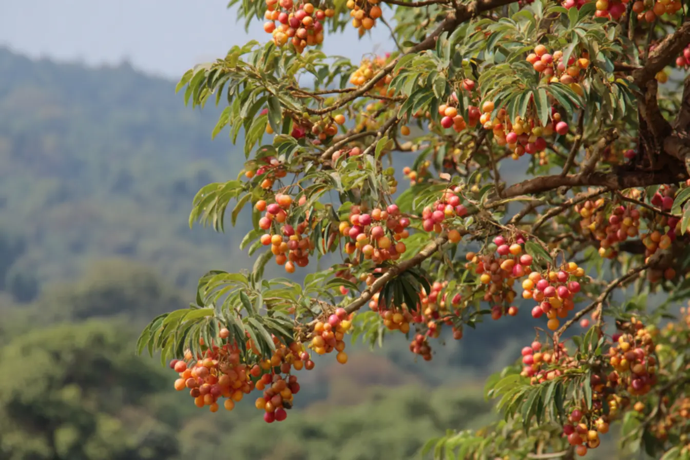 Pessoas colhendo frutas em pomar