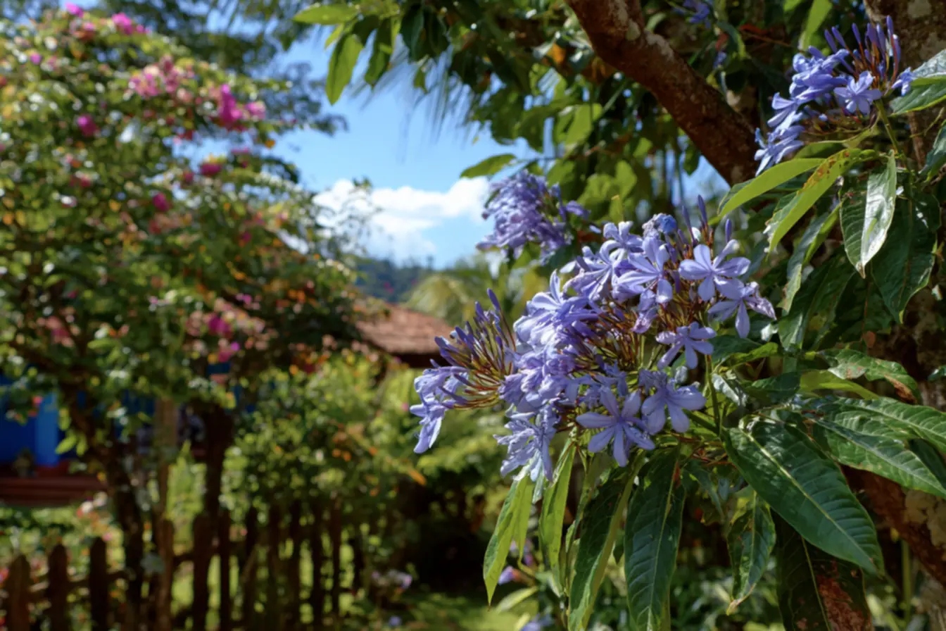 Variedade de árvores pequenas para jardins residenciais
