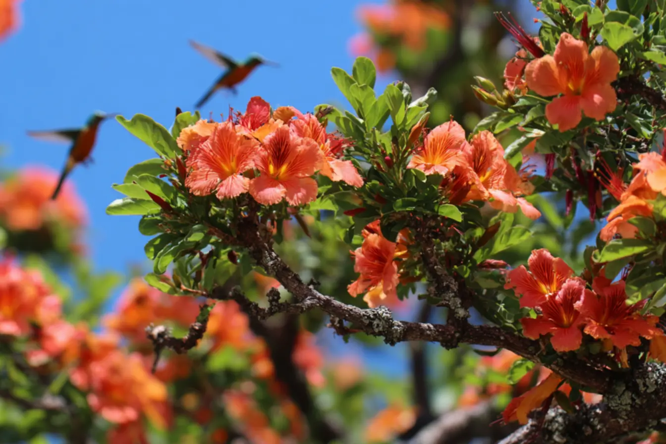 Corniso-da-Flórida: Elegância e cores vibrantes no seu jardim
