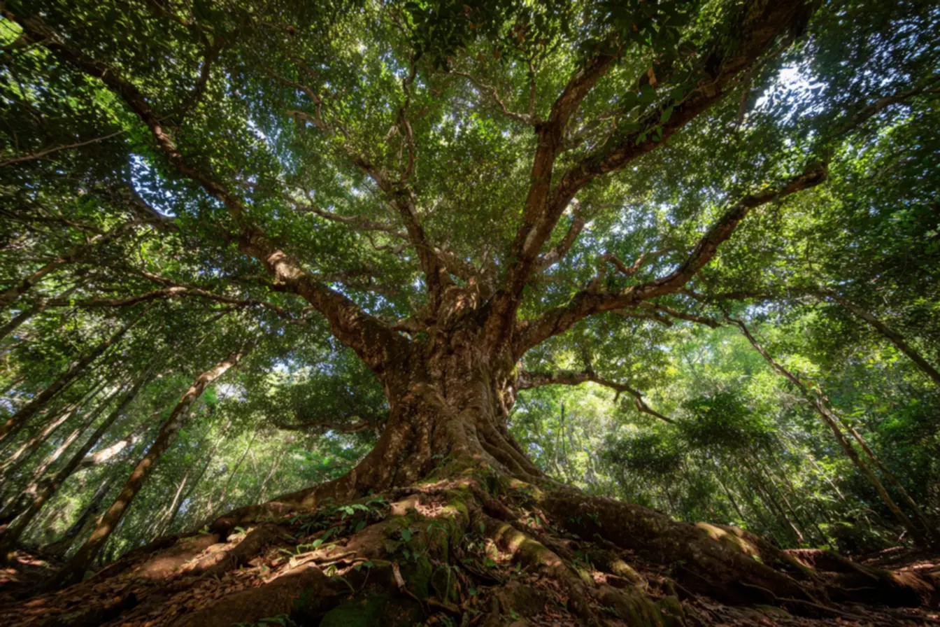 Raízes de árvores antigas e a importância da conservação