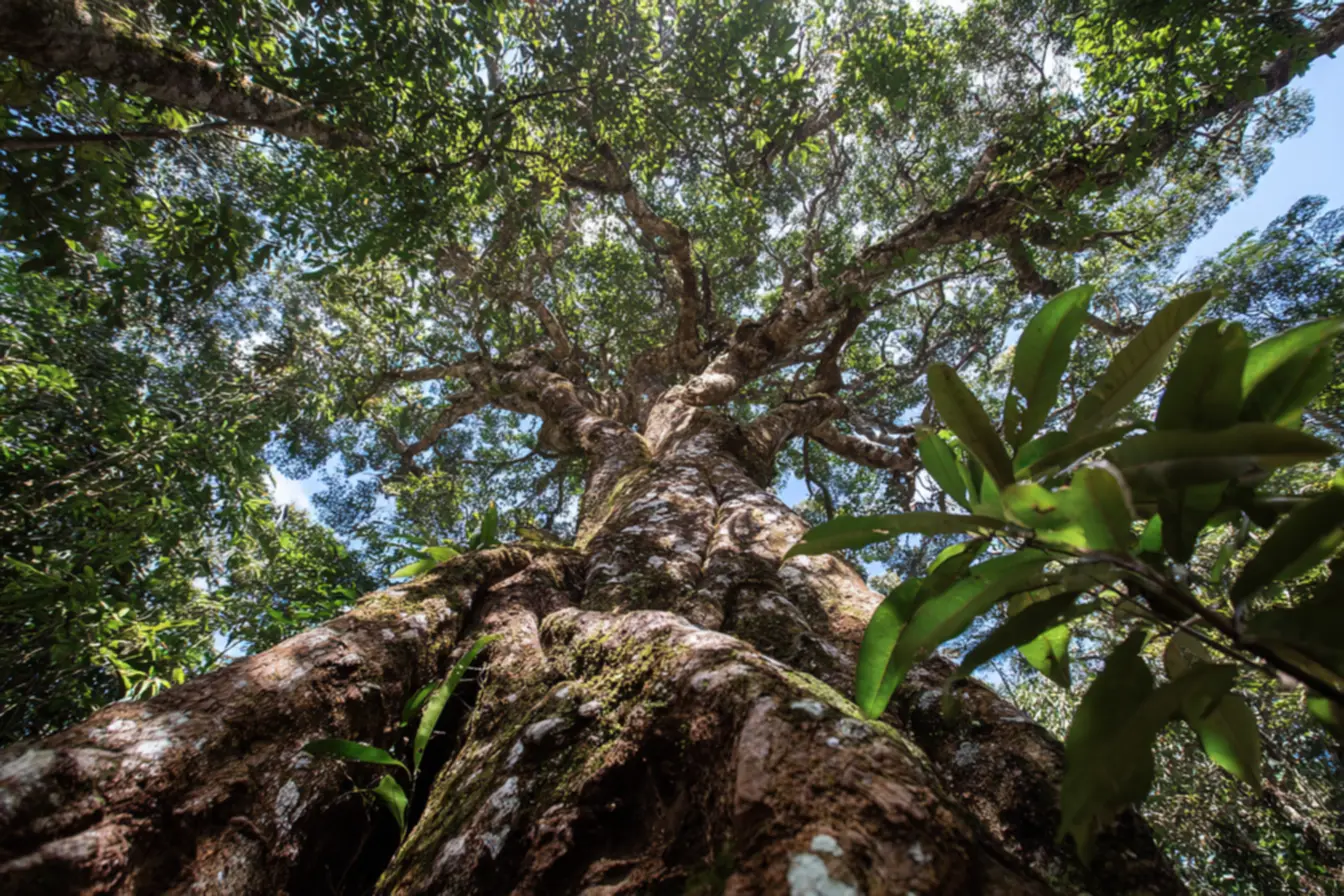 Anéis de crescimento revelando a história das árvores